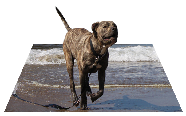 custom website designers