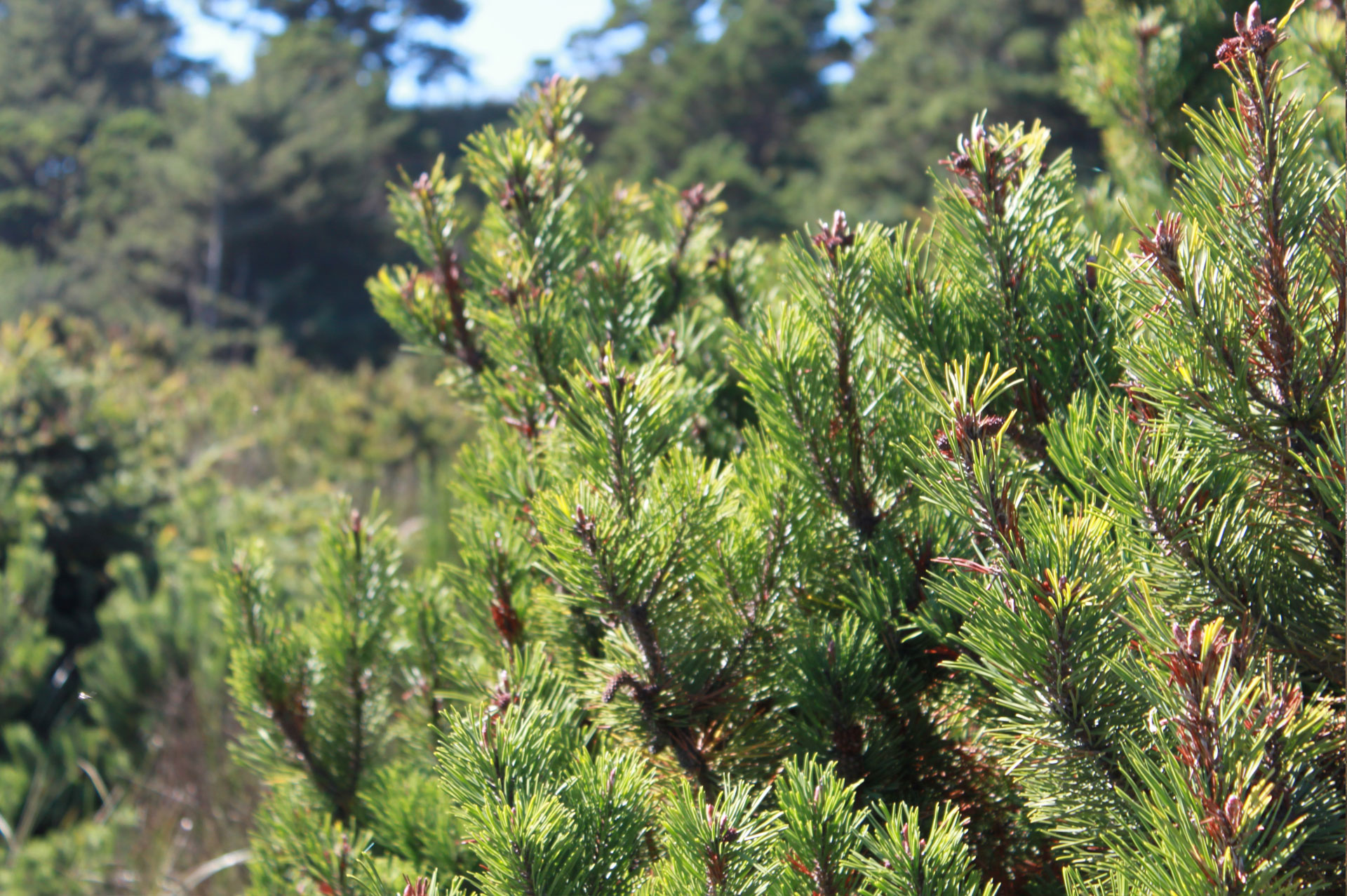 custom website design